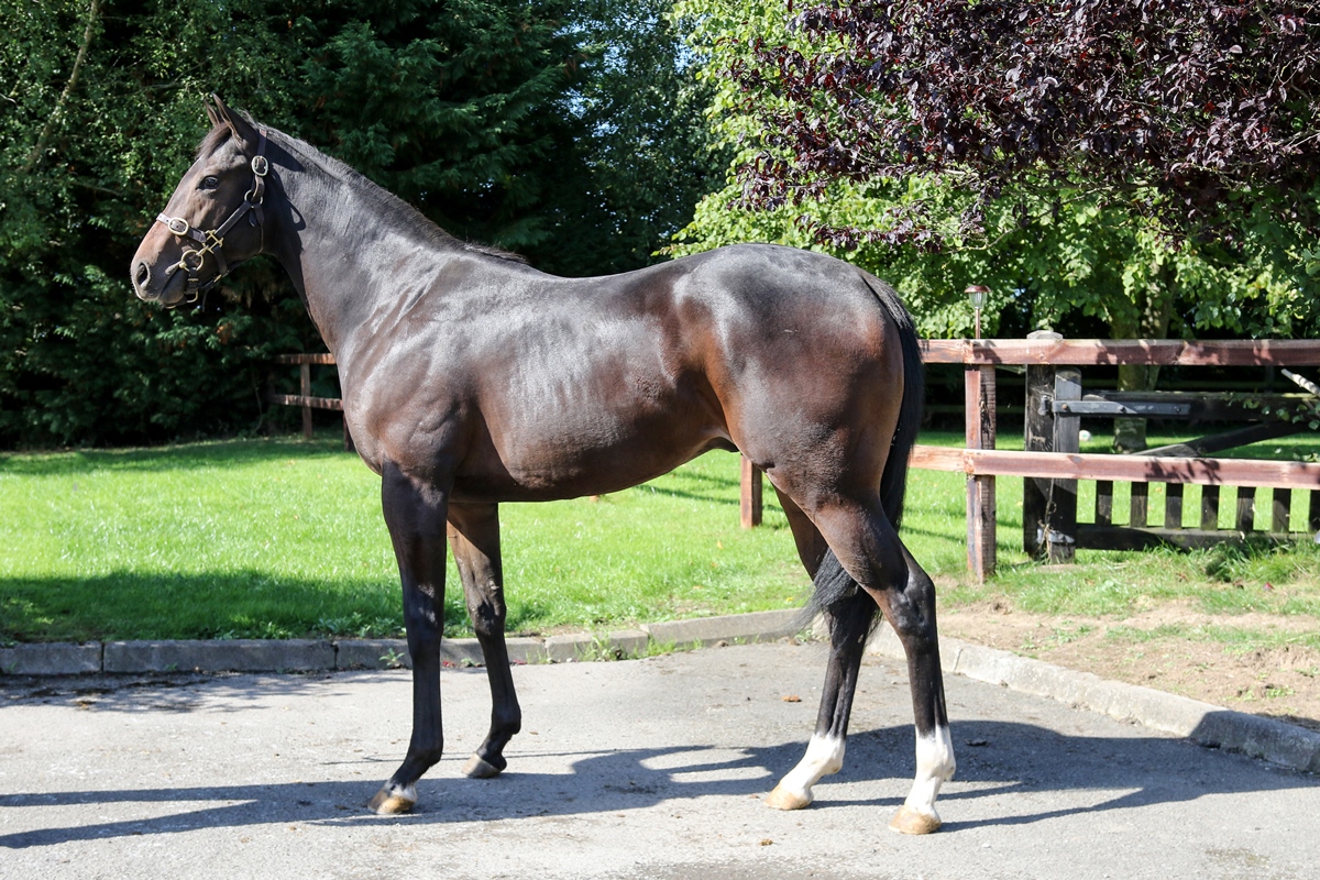 2017 Dawn Approach Colt ex Yin